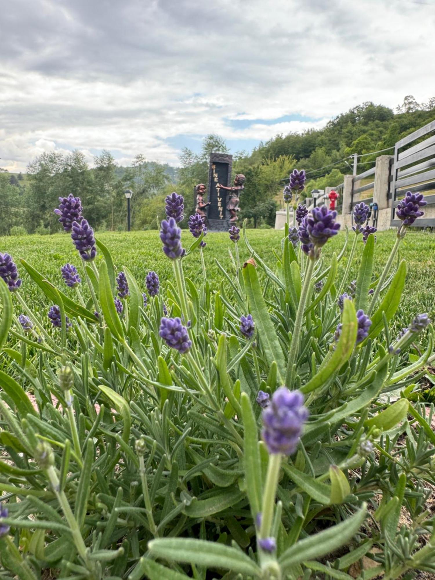 Evenimente Edelweiss Bogdan Vodă Exterior foto