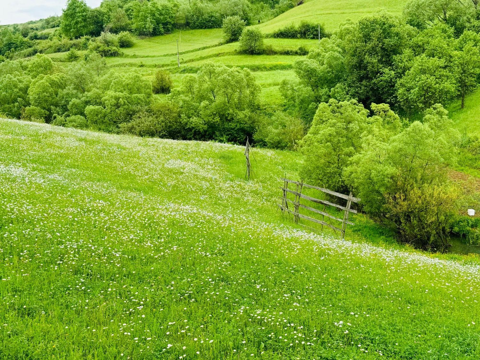 Evenimente Edelweiss Bogdan Vodă Exterior foto